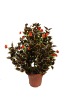 Wholesale Money plant Bonsai