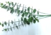 Wholesale Artifical plant