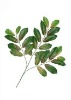 Wholesale Artificial Leaves