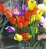 artificial plant