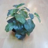 Wholesale artificial plant