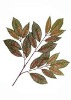 Wholesale Artificial Leaves