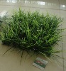 Wholesale Artificial Grass KWD-DC1001-3 (artificial plants ; artificial turf)
