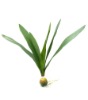 Wholesale Angraecum Orchid Foliage