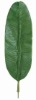 Wholesale Artificial Leaves