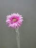 Wholesale silk flower gerbera (27021F)