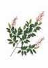 Artificial Leaves