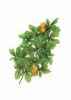 Artificial Leaves