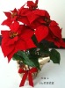 Wholesale CHRISTMAS FLOWER X 5 FLW
