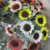 Wholesale artificial plant