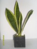 Wholesale Artificial Desert Plants