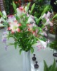 Wholesale artificial plant