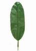 Artificial Leaves