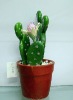 Wholesale artificial cactus,artificial potted cactus,artificial desert plant