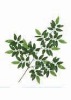 Wholesale Artificial Leaves