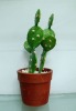 Wholesale artificial cactus,artificial potted cactus,artificial desert plant