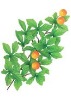 Artificial Leaves