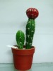 artificial cactus,artificial potted cactus,artificial desert plant