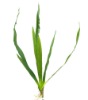 Cymbidimium orchid Leaves