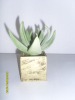 Artificial Desert Plants