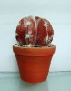 artificial cactus,artificial potted cactus,artificial desert plant