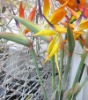 artificial plant