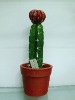 artificial cactus,artificial potted cactus,artificial desert plant