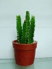 Wholesale artificial cactus,artificial potted cactus,artificial desert plant
