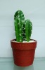 Wholesale artificial cactus,artificial potted cactus,artificial desert plant