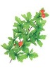 Wholesale Artificial Leaves