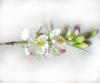 Wholesale artificial plant