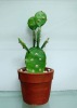 Wholesale artificial cactus,artificial potted cactus,artificial desert plant