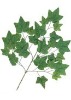 Wholesale Artificial Leaves