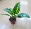artificial plant