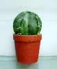 artificial cactus,artificial potted cactus,artificial desert plant