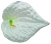 Silk Flowers