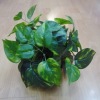 artificial plant