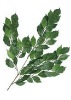 Artificial Leaves