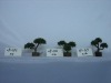 bonsai tree