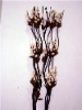 Natural Flowers Artificial Dry Flower YX