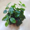 artificial plant