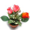 Garden plants, Decoration bonsai, Artificial plant bonsai