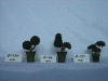 bonsai tree