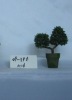 bonsai tree