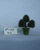 bonsai tree