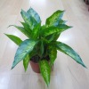 artificial plant