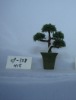 bonsai tree