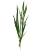 Bulrush Leaves