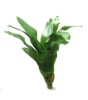 Bromelia leaves