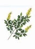 Artificial Leaves